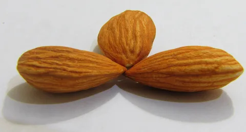 تصویر 1 از خرید بادام درختی پوست دار + قیمت فروش استثنایی